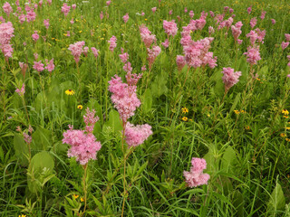 Filipendula rubra - Queen of the Prairie - Native North American Wildflower - Pink Blooming Flower