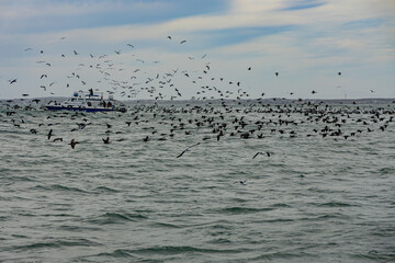 Gansbaai Bay, South Africa