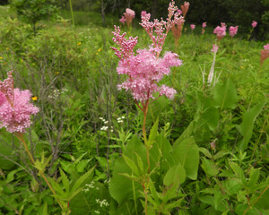Filipendula rubra - Queen of the Prairie - Native North American Wildflower - Pink Blooming Flower