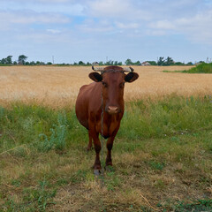 cow grazing in a field on a farm