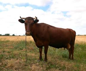 cow grazing in a field on a farm