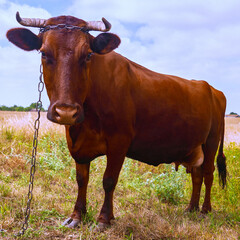 cow grazing in a field on a farm