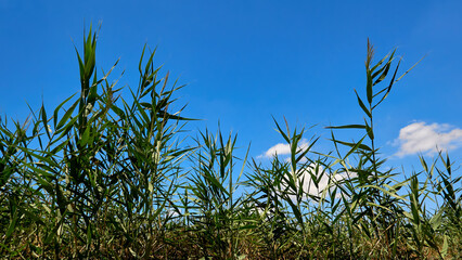 green reeds growing in a field on a farm