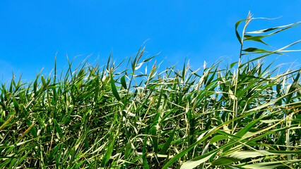 green reeds growing in a field on a farm