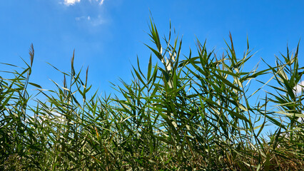 green reeds growing in a field on a farm