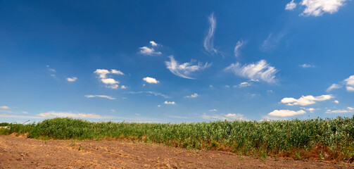 green reeds growing in a field on a farm