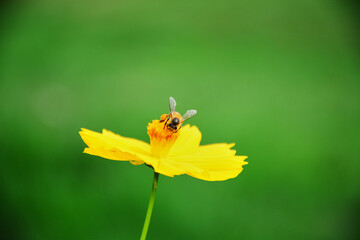 Honey bee flying on yellow flower, Busy Bee: The Vital Worker of the Hive flying on flower