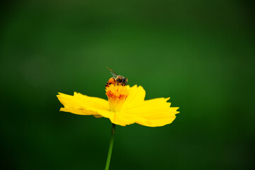 Honey bee flying on yellow flower, Busy Bee: The Vital Worker of the Hive flying on flower