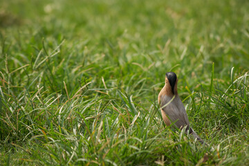 A brahminy starling or brahminy myna (Sturnia pagodarum) in green grassy field in Patna, Bihar, IN
