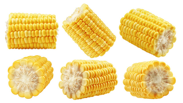 Corn ear isolated on white background, full depth of field
