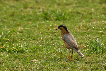 A brahminy starling or brahminy myna (Sturnia pagodarum) finding food in green grassy field in Patna, Bihar, IN