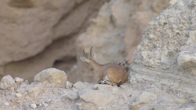 Nubian Ibex mother and fawn, Ein gedi, Israel
