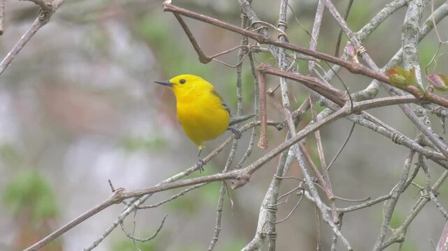 Prothonotary warbler on tree, USA