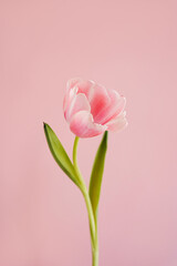 Elegant Pink Tulip Blooming with Green Leaves and Stem on Pastel Pink Background. Floral, Spring, and Nature Theme. Perfect for Marketing, Design and Creative Project