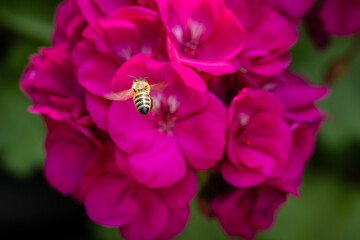 bee on pink flower