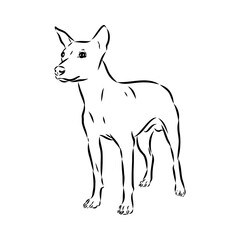 Obraz premium American naked Terrier an American hairless terrier dog American naked terrier vector sketch