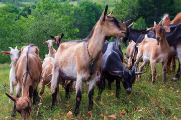 Fototapeta premium Goats in the Apusine mountains, Romania