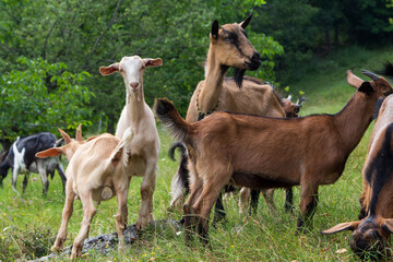 Herd of goats in the Apuseni mountains
