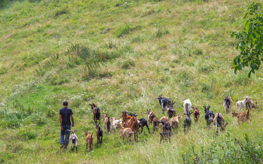 Herd of goats in the Apuseni mountains