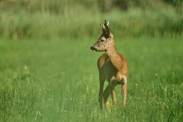 Kozioł, samiec sarny europejskiej, gatunek ssaka parzystokopytnego z rodziny jeleniowatych. Jedno z ważniejszych zwierząt łownych Europy.
