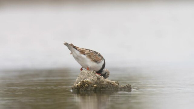 Turnstone feeding in the water, USA