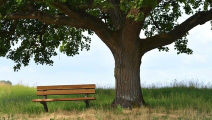 A wooden bench underneath an old oak tree