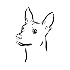 American naked Terrier an American hairless terrier dog American naked terrier vector sketch