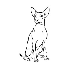 American naked Terrier an American hairless terrier dog American naked terrier vector sketch