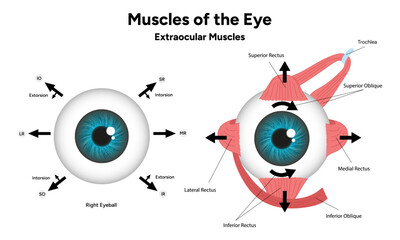 Fototapeta premium Muscles of the eye diagram medical infographic