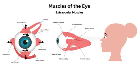 Muscles of the eye diagram medical infographic with human zoom eye