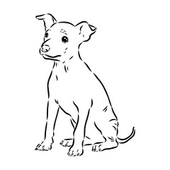 American naked Terrier an American hairless terrier dog American naked terrier vector sketch
