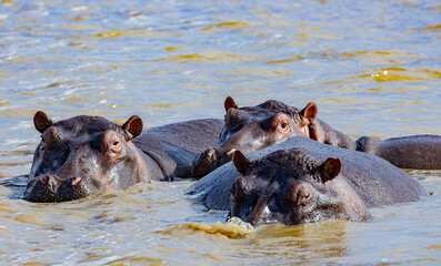 St. Lucia Estuary, South Africa