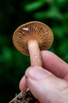 Lactarius delociosus Hongo delicioso en la mano 