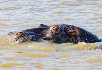 Fototapeta premium St. Lucia Estuary, South Africa