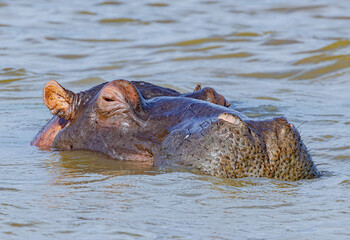 Fototapeta premium St. Lucia Estuary, South Africa