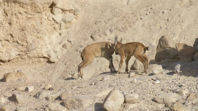 Nubian Ibex fawns head-butting, Ein gedi, Israel