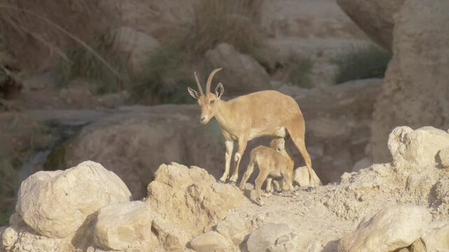 Nubian Ibex fawn breast milk tits , Ein gedi, Israel