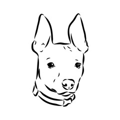 American naked Terrier an American hairless terrier dog American naked terrier vector sketch