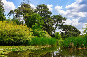 trees and water