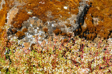 lichen on stone