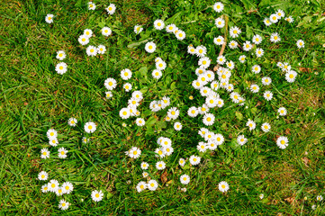 grass with flowers