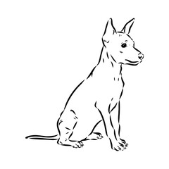 American naked Terrier an American hairless terrier dog American naked terrier vector sketch