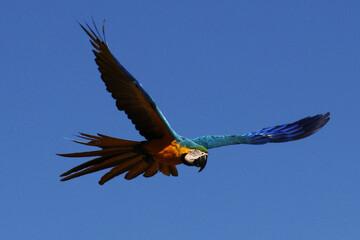 Araras  de Caldas Novas - GO