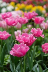 Pink Tulips Blooming in the Garden