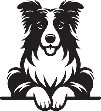 Border collie vector icon isolated on a white background. Border collie logo illustration.