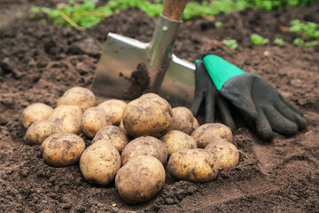 Organic potato harvest close up. Freshly harvested yellow potatoes with shovel on soil, ground in...