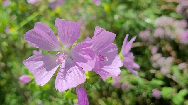 Wildblume, Moschus-Malve (Malva moschata) im Wind, Bayern, Deutschland
