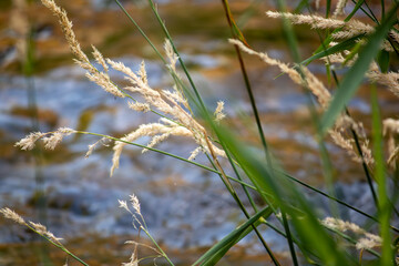 Fototapeta premium grass in the wind