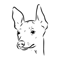 American naked Terrier an American hairless terrier dog American naked terrier vector sketch