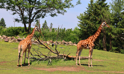 The giraffe (Giraffa camelopardalis) is an African even-toed ungulate mammal, the tallest of all...
